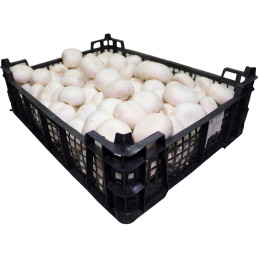 žampiony čerstvé 1kg (3kg balení)